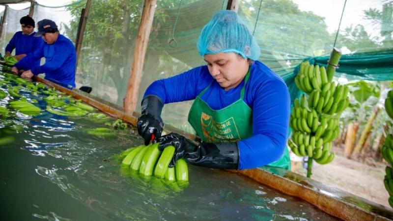 La Libertad: productores de banano exportan más de 100 contenedores anuales a Europa
