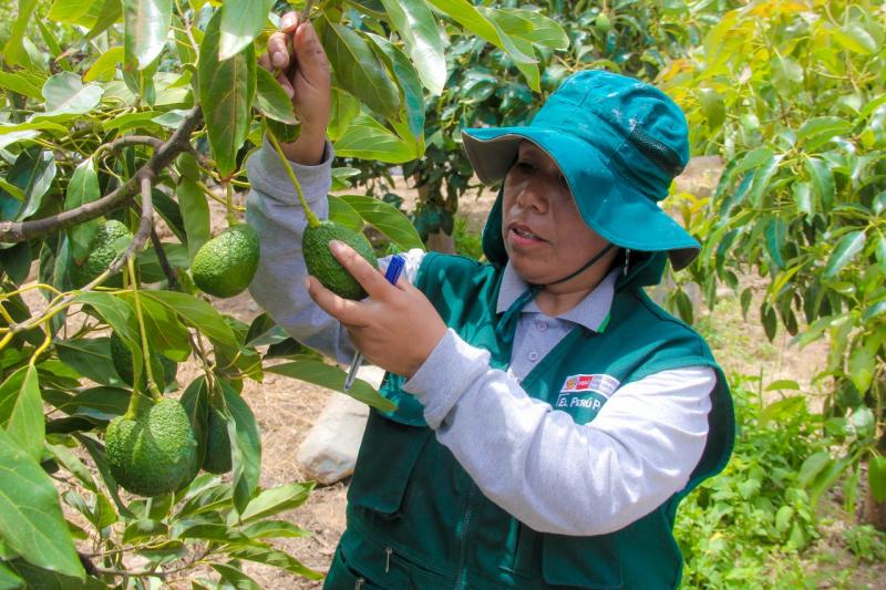 La Libertad: se inicia certificación de lugares de producción para exportación de palta