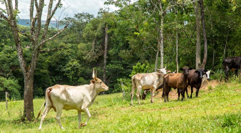 La Mesa Redonda Global para la Carne Sostenible y el IICA impulsarán buenas prácticas e investigación en la industria cárnica