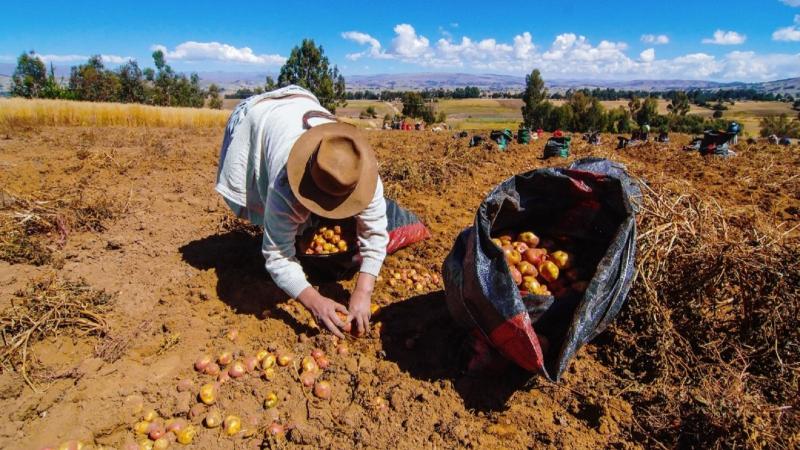 La mirada de la OCDE al agro peruano
