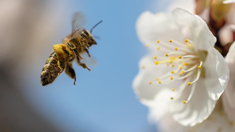 La mitad de las tierras agrícolas de la UE ya corre el riesgo de sufrir déficit de polinización