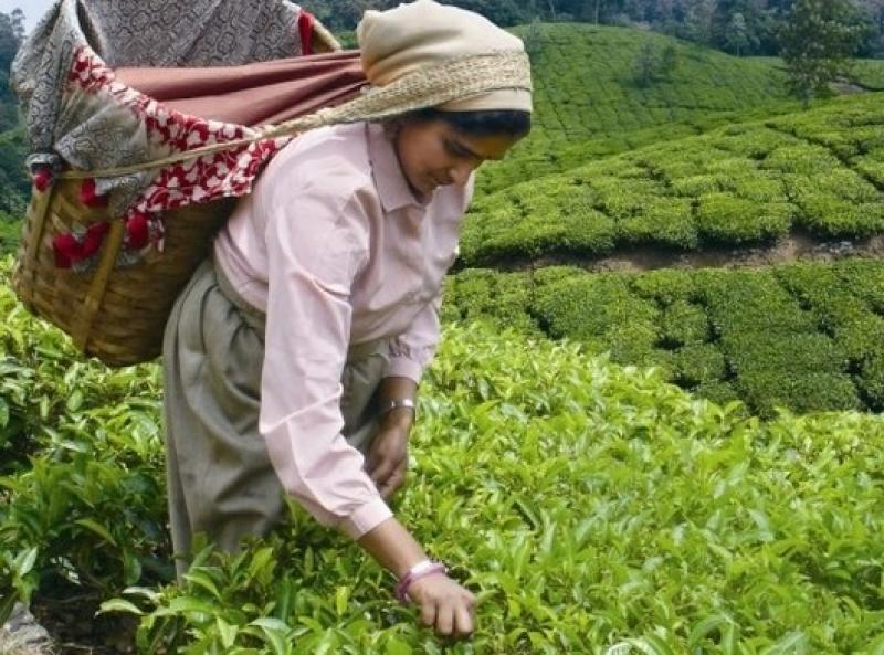 LA MUJER DEL AGRO: DETALLISTA Y AHORRADORA 