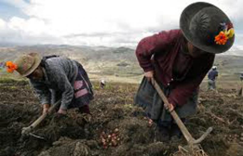 LA MUJER EN LA AGRICULTURA Y EN LOS MERCADOS LABORALES RURALES