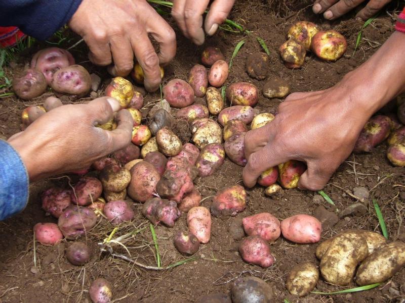 LA PAPA: SEGURIDAD ALIMENTARIA Y CRECIMIENTO DE PEQUEÑOS PRODUCTORES