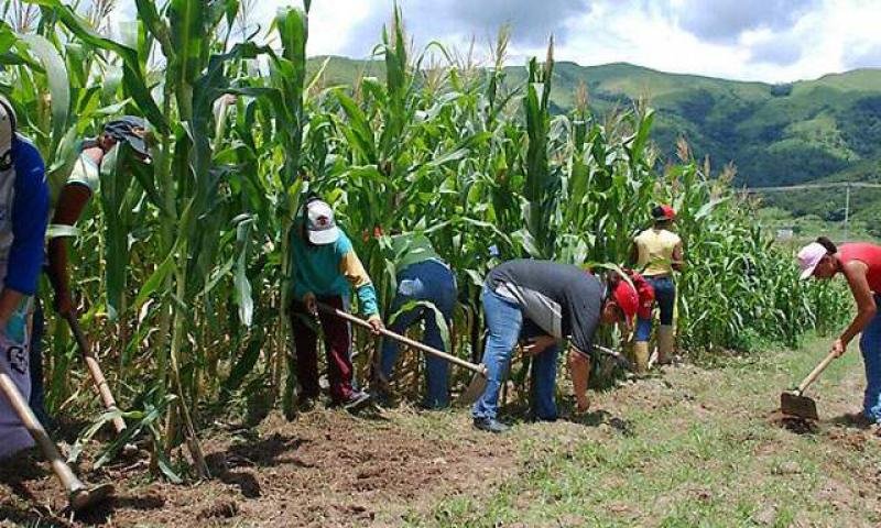 LA PRODUCCIÓN AGROPECUARIA CRECIÓ 5% EN 2012