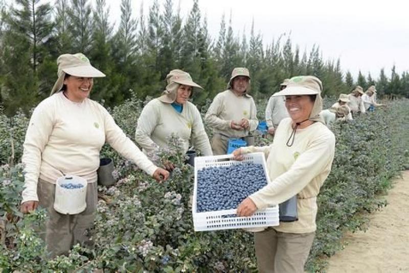 LA VENTANA COMERCIAL DEL ARÁNDANO PERUANO EN CANADÁ ESTÁ EN LA CONTRA ESTACIONALIDAD