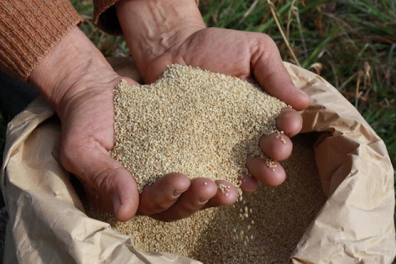 LAMBAYEQUE: AGRICULTORES PERDIERON UN MILLÓN DE SOLES POR SEMBRAR QUINUA