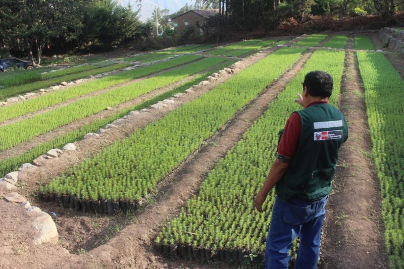 Lambayeque: AgroRural firma convenio con Municipalidad Distrital de Salas para la producción e instalación de 200 mil plantones de árboles maderables