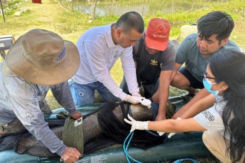 Lambayeque busca producir alevines de paiche en cautiverio