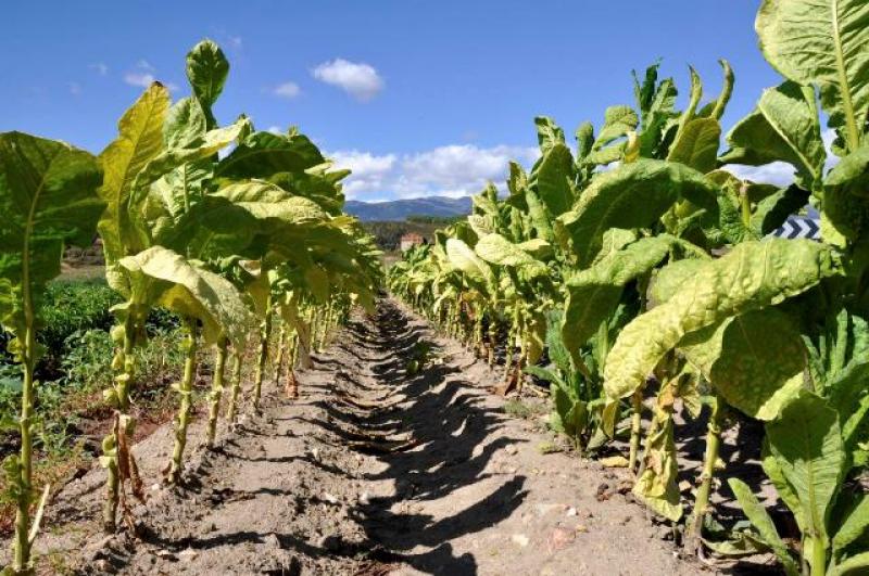 LAMBAYEQUE: EXPORTACIÓN DE TABACO RUBIO A CHILE CRECIÓ 88%