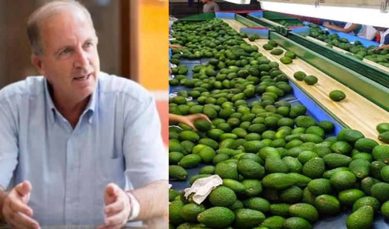 Lambayeque, Lima y La Libertad concentraron el 78.5% de las exportaciones peruanas de palta al 28 de mayo