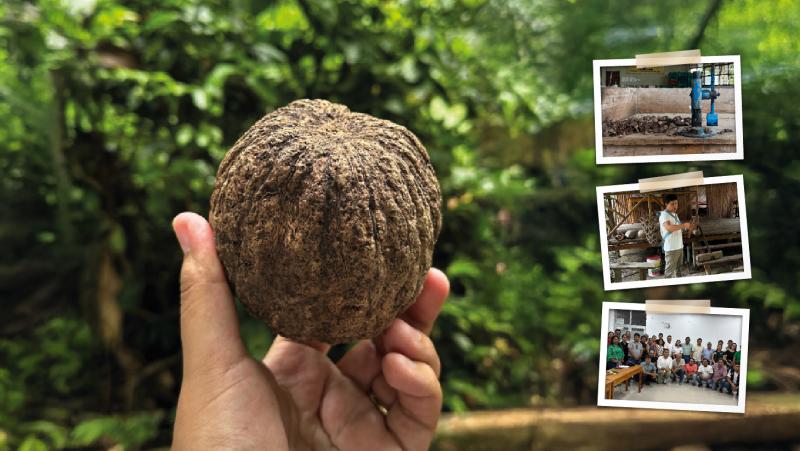 Lanzan nueva Hoja de Ruta para la Castaña Amazónica al 2030