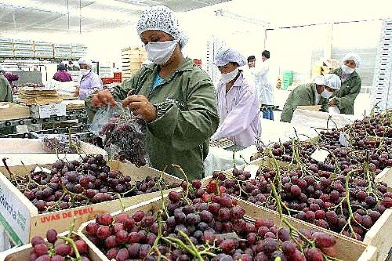 LAS EXPORTACIONES DE UVA AL MERCADO RUSO CRECERÍAN 30% EN EL 2012