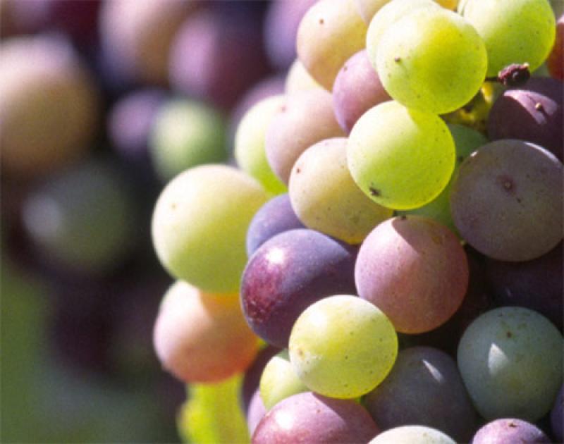 LAS UVAS ORGÁNICAS PERUANAS SE IMPONEN ANTE SUDAFRICANAS