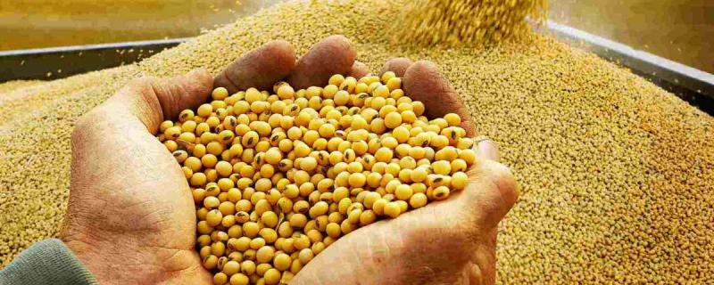 Ligero incremento en importaciones de soya en grano