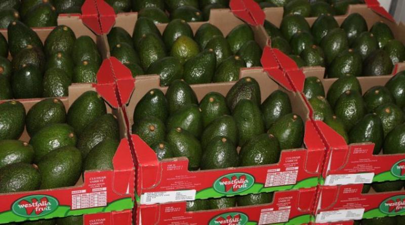 Llegan a India los primeros envíos aéreos de palta de Westfalia Fruit Perú de la temporada