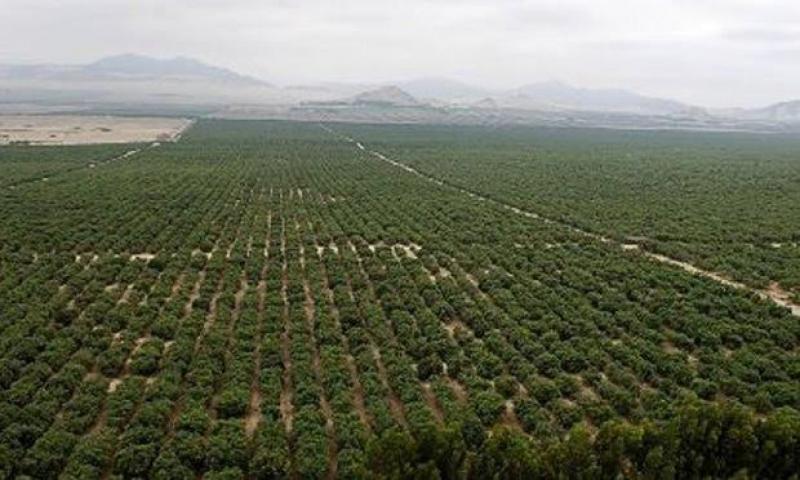 Lluvias afectaron 8 mil hectáreas de cultivos en proyecto Chavimochic