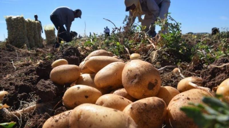 Lluvias en el sur y centro afectarían cultivo de la papa