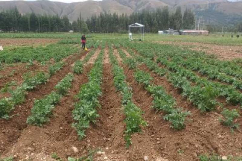 Lluvias previstas en la sierra central y sur favorecerán campaña agrícola 2023-2024