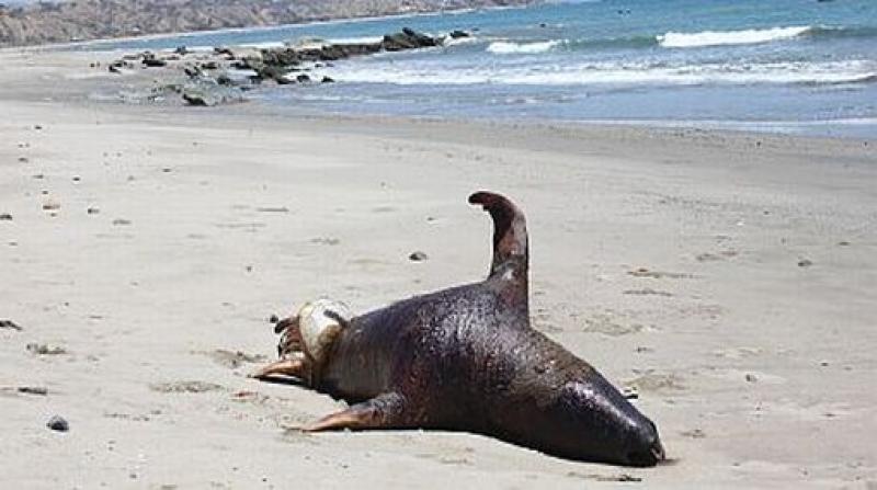 LOBOS MARINOS MUEREN POR PLAGUICIDA