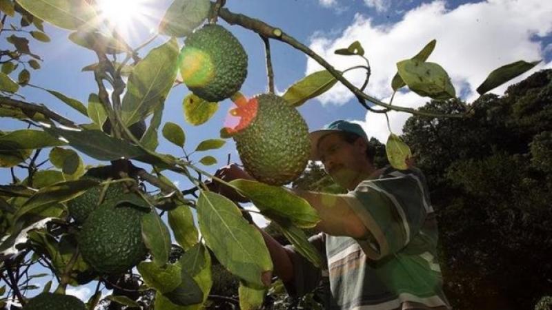 Locura por la palta desata un mercado negro y robos en Nueva Zelanda