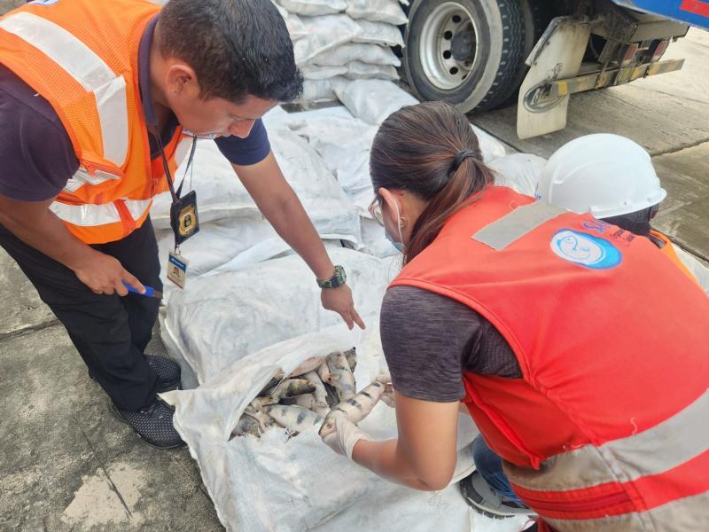 Loreto: Sanipes halló 61 toneladas de pescado fresco y congelado no apto para el consumo humano