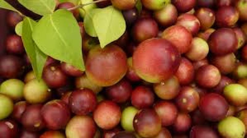 Loreto se prepara para dar valor agregado a producción de camu camu y aguaje