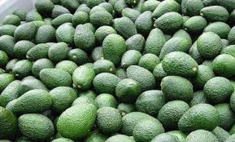 Los 14 contenedores de palta Hass peruana rechazados en la Unión Europea solo representa el 0.05% del total
