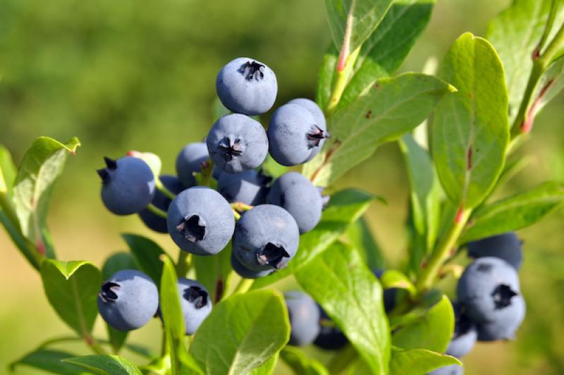 Los arándanos peruanos Ocean Spray amplían la línea de productos de Comercio Justo de Oppy