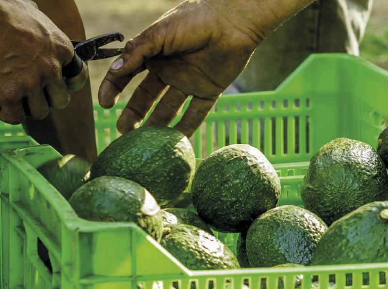 Los calibres 18, 20 y 22 son los que mayor valor agregan a la palta de exportación