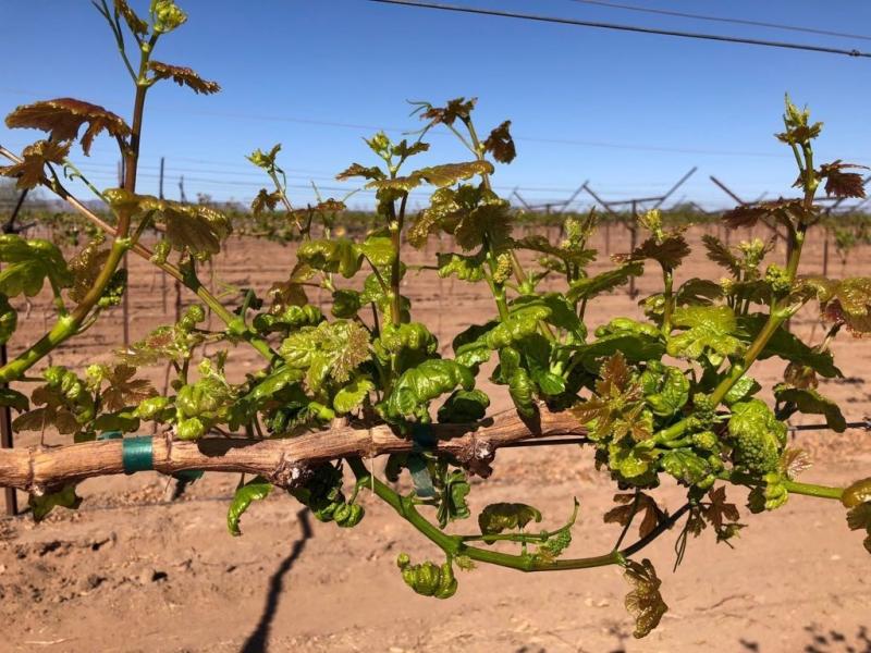 LOS ERIÓFIDOS: PRESENTE EN LAS NUEVAS VARIEDADES DE UVA DE MESA