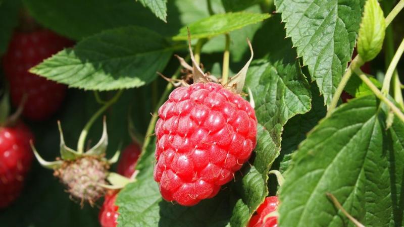 Los mismos clientes que compran el arándano peruano se interesarán por las frambuesas que produzca el país