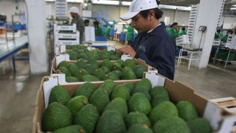 Los múltiples requerimientos y desafíos de la palta en el mercado europeo