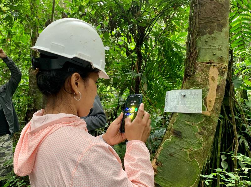 Madre de Dios: mejorarán manejo forestal de concesiones de castaña con nuevo aplicativo