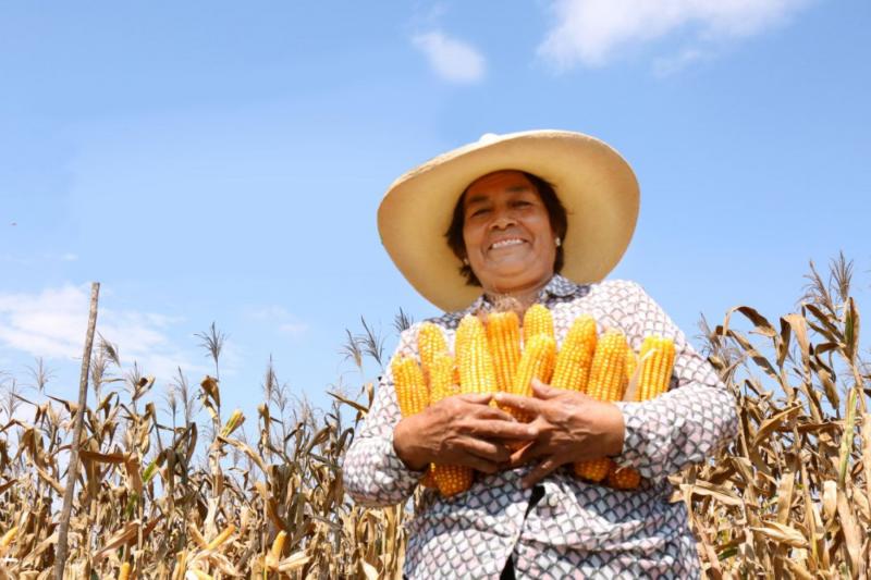 Maiceros preocupados ante escasez y alto precio de fertilizantes a base de fósforo, potasio y magnesio