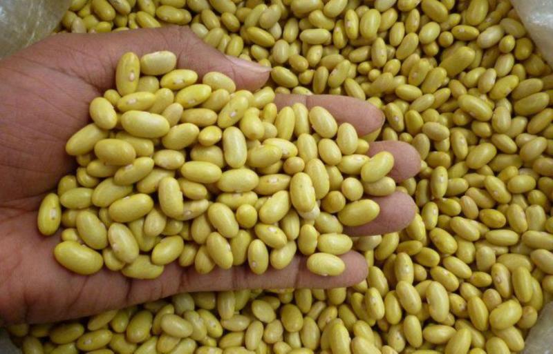 MAÍZ AMARILLO DURO Y FRIJOL SON CULTIVOS ALTERNATIVOS ANTE EL NIÑO