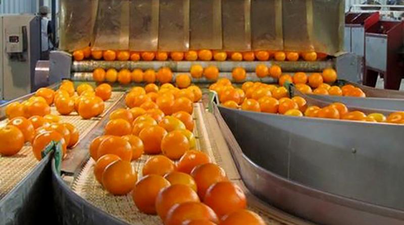 Mal inició de las exportaciones de mandarina debido al retraso de las cosechas por altas temperaturas