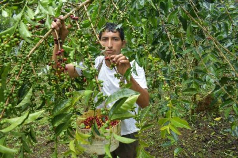 Mañana se inicia la quinta edición de Ficafé 2021 en Cusco