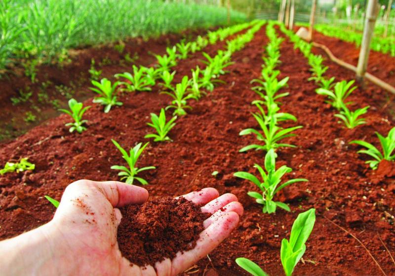 MANEJO SOSTENIBLE DEL SUELO ES CLAVE PARA INCREMENTAR LA PRODUCTIVIDAD AGROPECUARIA