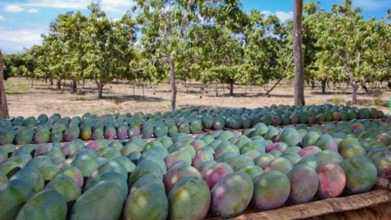 Mango fresco peruano llegó a 38 destinos en la campaña 2024/2025