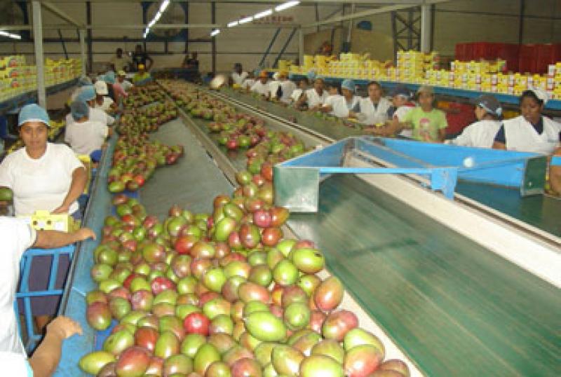 MANGOS  Y ESPÁRRAGOS TIENEN ALTO POTENCIAL EN SUIZA