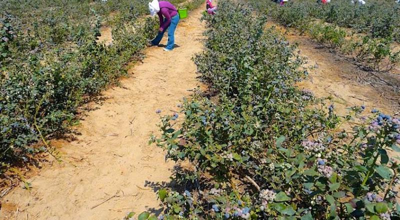 MANO DE OBRA ES UN RETO PERMANENTE PARA PRODUCCIÓN DE ARÁNDANOS