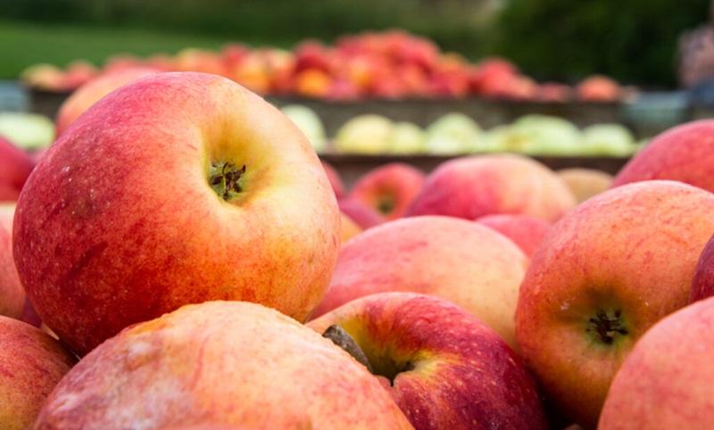 Manzanas chilenas se recuperan en volumen y calidad en 2025