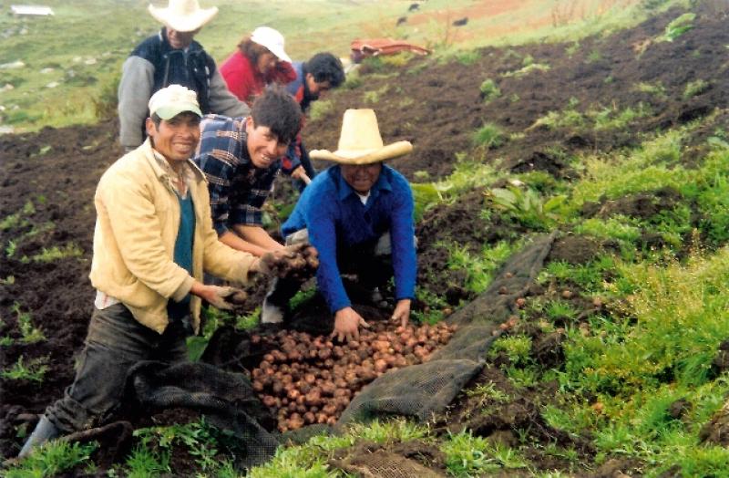 MÁS DE 1600 AGRICULTORES DUPLICARON RENDMIENTOS DE PAPA