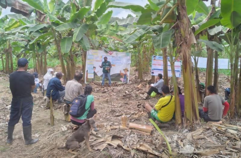 Más de 1800 agricultores de San Martín se graduaron como expertos en producción de alimentos inocuos este año