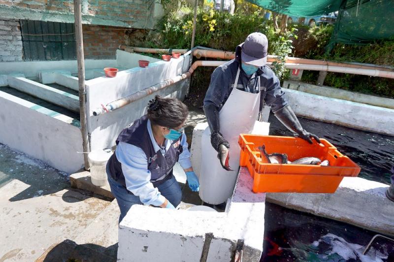 Más de 2 mil centros de producción acuícola podrán reducir tiempo para obtener la habilitación sanitaria