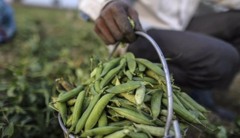 Más de 20 mil familias se dedican al cultivo de arveja en Perú