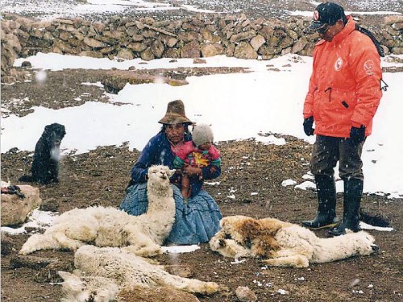 MÁS DE 25 MIL ANIMALES MUERTOS Y 252 HAS AFECTADAS POR NEVADAS EN EL SUR DEL PAÍS