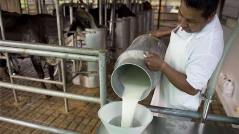 Más de 300 mil kilogramos de leche al día se pierden por paro de transportistas