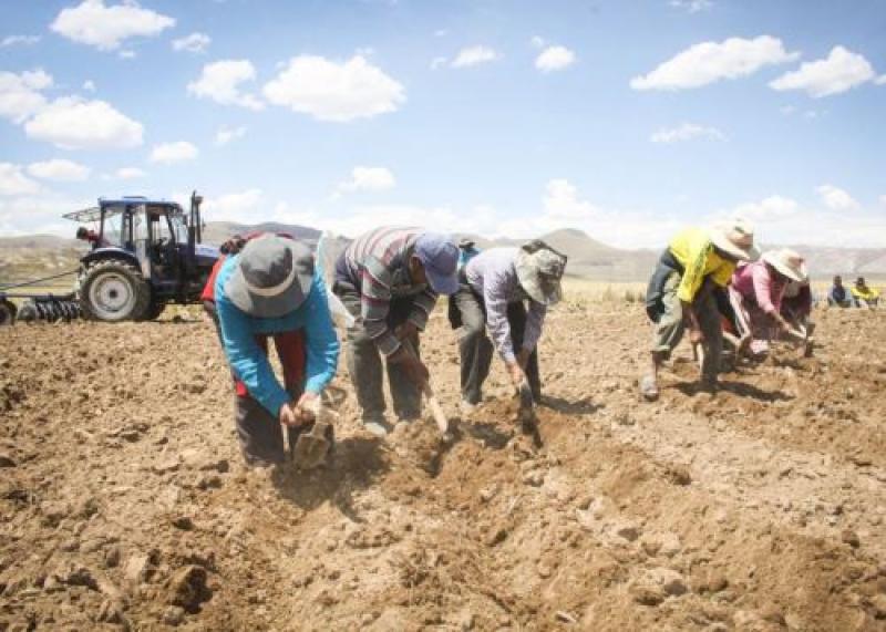 Más de 681 mil productores a nivel nacional cobraron bonos del Midagri